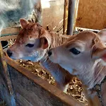 Farm stay Zertin Gravedona