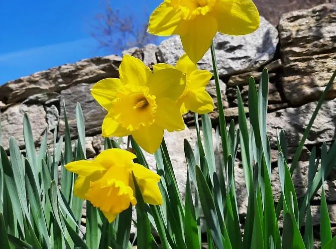 Vakantieboerderij Zertin Gravedona